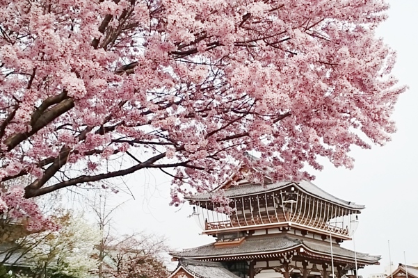 東別院の桜