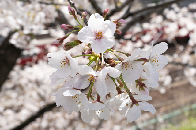 桜の写真　昼