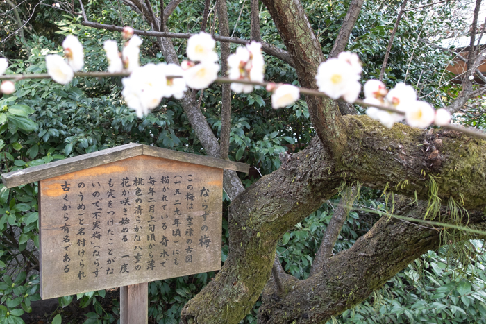 熱田神宮 ならずの梅