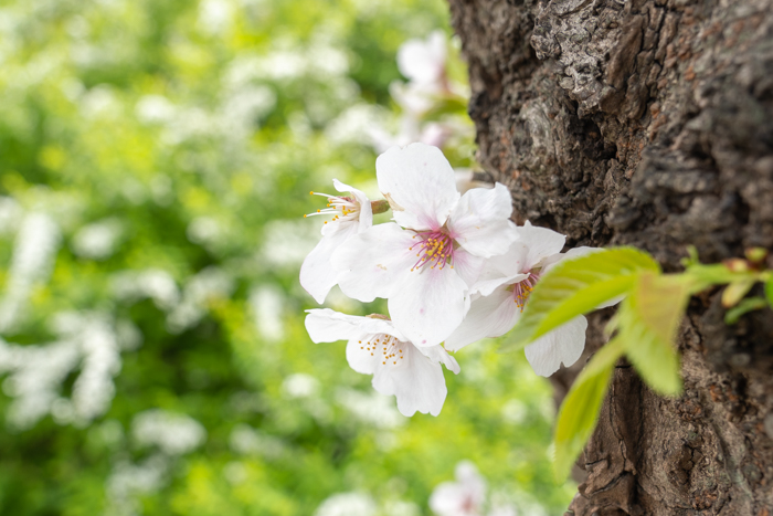 幹に咲く桜