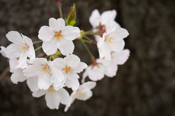 小さな桜