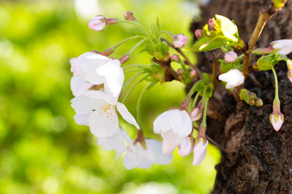 桜と緑