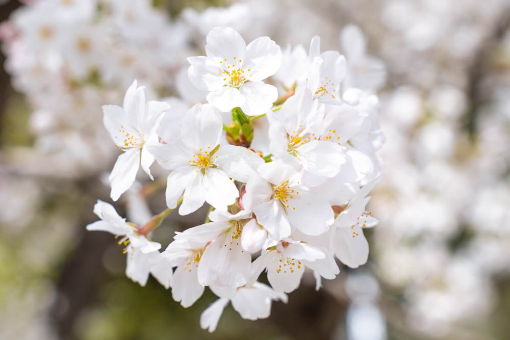 金山駅近くの桜