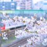 金山駅近くの桜