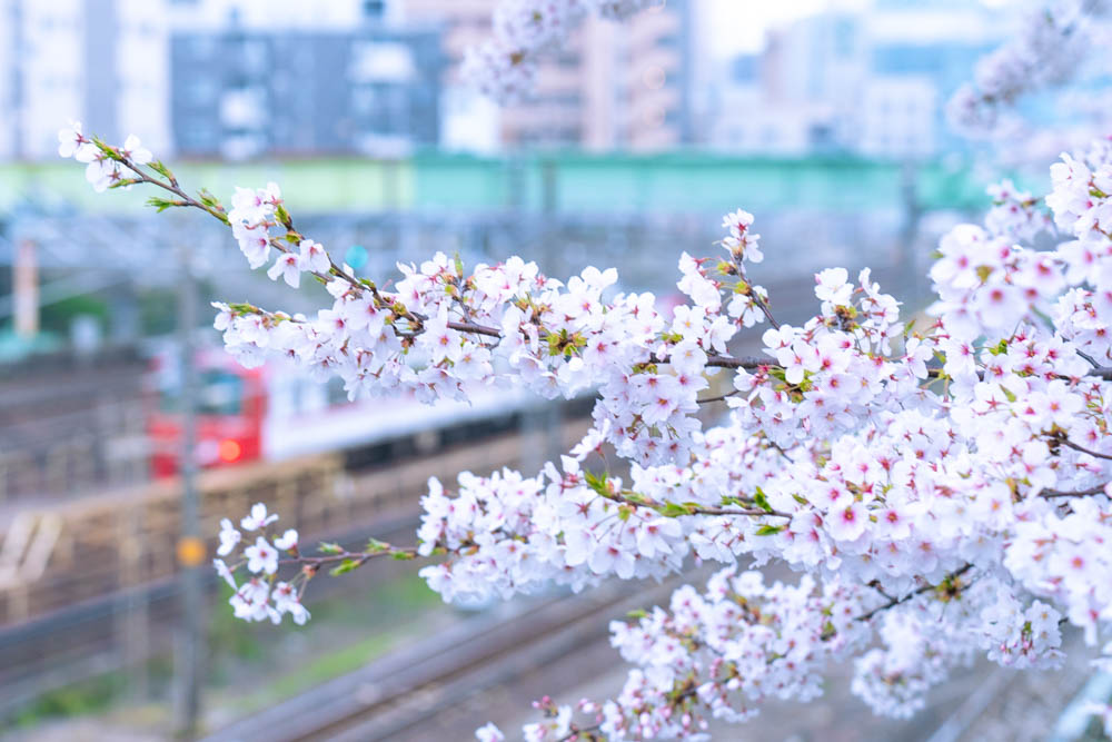 金山駅近くの桜